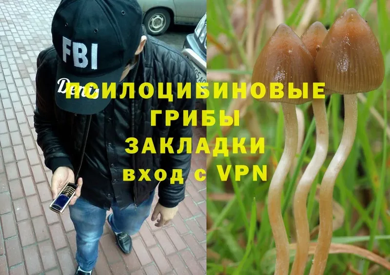 Галлюциногенные грибы Psilocybe  KRAKEN рабочий сайт  Канск 